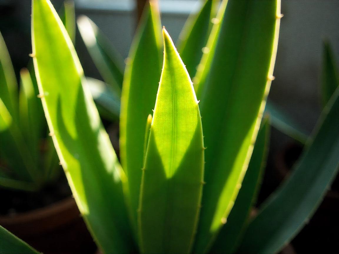 Snake Plant with tall striped leaves
